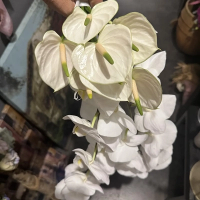 img-9487_2_142986-176485682326960